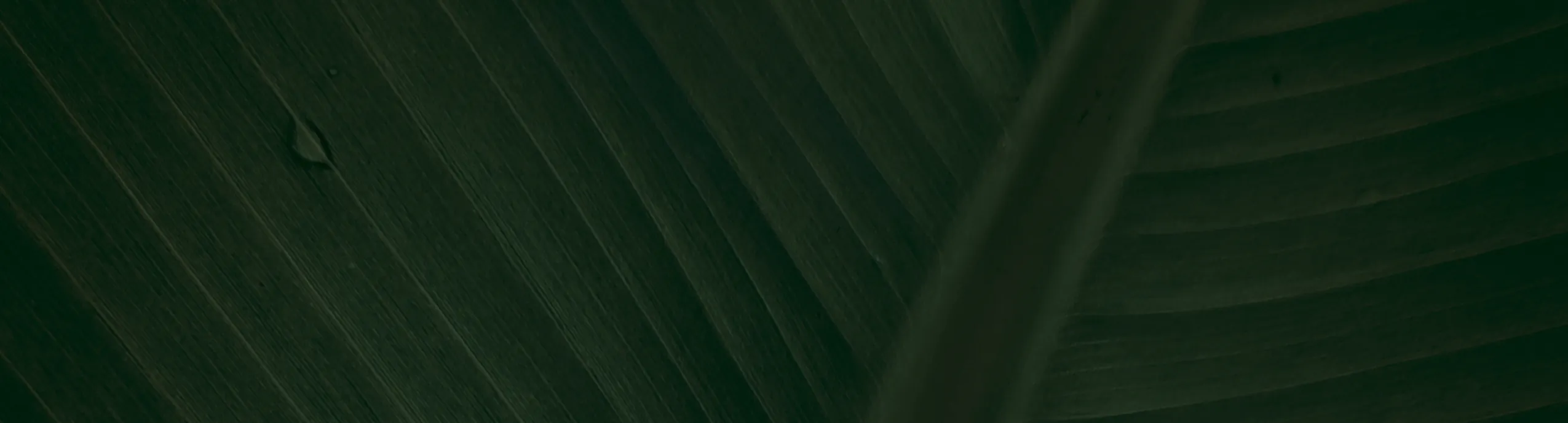 2 Elevated Ceramic Cat Bowls Extra Wide for Food & Water – Whisker Fatigue Shallow Food Dish, Lead & Cadmium-Free, Raised Height for Cats and Dogs, Two Different Depth Bowls, White